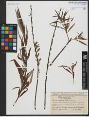 Foto von Salix viminalis L.